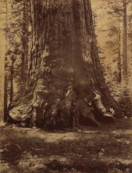 Sekce Grizzly Giant s Galenem Clarkem, Mariposa Grove, Yosemite, 1865-66.
