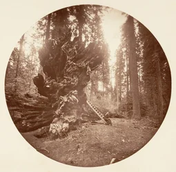 Otec lesa - strana hřbetu koně. Calaveras Grove, ca. 1878.
