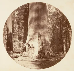Matka lesa - Calaveras Grove, ca. 1878.