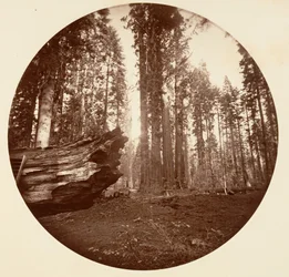 Matka lesa Od otce lesa - Calavaras Grove, ca. 1878.