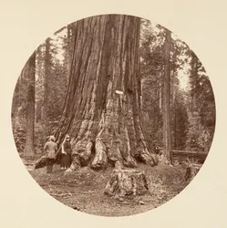 Pride of the Forest - Calaveras Grove, ca. 1878.