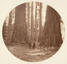 Tři grácie viděné přes háj Bryant a Seward Calaveras, ca. 1878.