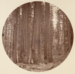 Yosemitský národní park, Kalifornie, kolem roku 1878.