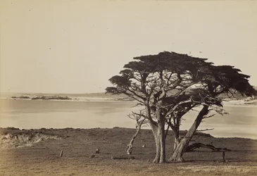 Pohled na pobřeží u Monterey