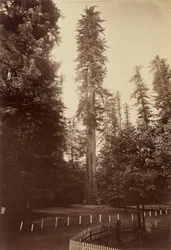 Obří sekvoje, Santa Cruz