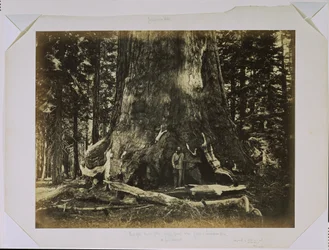 [Část kmene „Grizzly Giant“ s Clarkem - Mariposa Grove - průměr 33 stop]