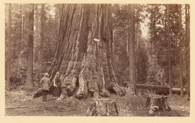 [Pýcha lesa, Calaveras Grove]