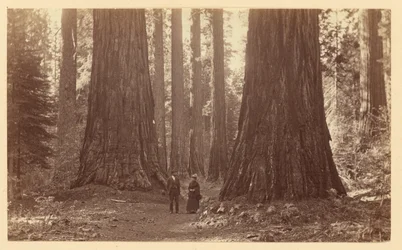 Tři Grácie, Calaveras Grove