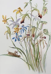 Iris a Blue Speedwell