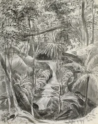Studie džungle, 19. století