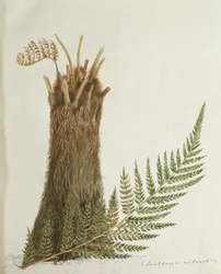 Studie kapradiny, 19. století