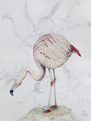 Flamingo (tužka a wc na papíře)