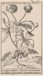 Mák Papaver erraticum, Papaver Rhoeas / Wilden-heul. Kolle květiny. Rakovina květiny. Roodenheul (název na objektu)