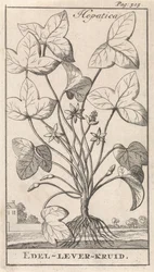 játra bylina Hepetica / Noble-Liver-Herb (název na předmětu)