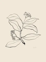 Botanická kresba