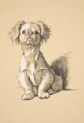 Peke, 1930, ilustrace z jeho Sketch Book použité pro Just Among Friends, Aldin, Cecil Charles Windsor (1870-1935), později vydal Eyre a Spottiswoode Limited, 1934, Chalk and Charcoal on pape