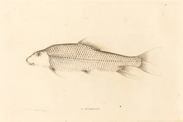 C. Aureolus