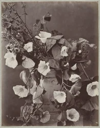 Bloemstudie met Keulse pot   1371906   cs       czech Successfully Translated  Original: Eva en de slang Translat: Eva en de slang 1378518 cs czech Successfully Translated Original: Four-armed Maitreya Translat: Four-armed Maitreya 1305422 cs czech Success