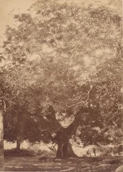 Ořech císaře Karla V., Yuste, 1858.