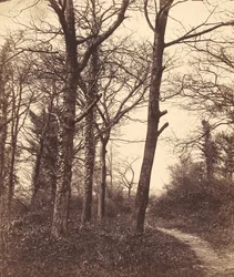 Zima, 1855.