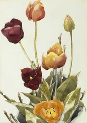 Tulipány, 1933 (akvarel a grafit na papíře)