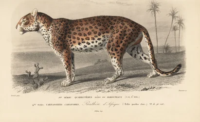 Leopard, z "Dictionnaire Universel d