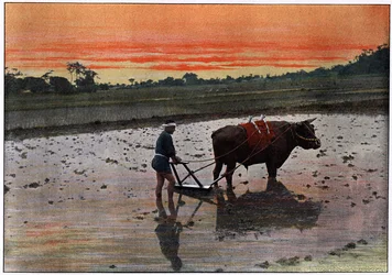 Příprava rýžové plantáže v Japonsku, c1890