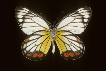 Delias hyparete/Muž