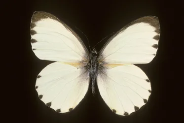 Mylothris