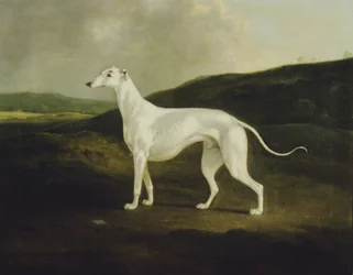 Greyhound v krajině