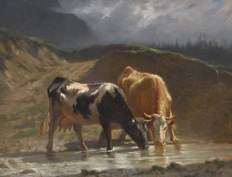 Krávy u napajedla