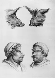 Podobnosti mezi hlavou kance a člověka, z knihy "Livre de portraiture pour ceux qui commencent a dessiner" od Le Bruna
