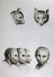 Podobnosti mezi hlavou kočky a muže, z díla „Livre de portraiture pour ceux qui commencent à dessiner“ od Le Bruna