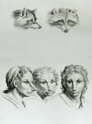 Podobnosti mezi hlavou lišky a člověka, z knihy «Livre de portraiture pour ceux qui commencent à dessiner» od Le Bruna