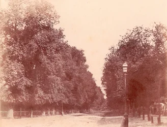 Příjezdová cesta lemovaná stromy, 1850-53.