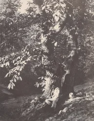 Muž ležící na úpatí kaštanu, 1850-53.