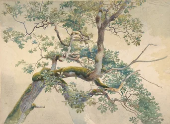 Větve stromů, 1852-1908.