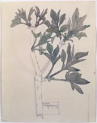 Elder, Walberswick, 1915 (wc a tužka na papíře)