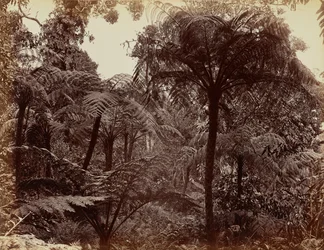 Zahrady Hakgala, Nuwara Eliya