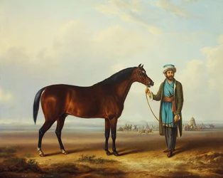 Arabský hřebec držený čeledínem s táborem za ním