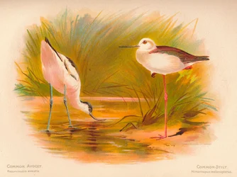 Avocet obecný Recurvirostra avocetta, chůda chocholatá Himantopus melanopterus, 1900, 1900