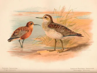 Jespák kadeřavý Tringa subarquata, jespák sibiřský Heteropygia acuminata, 1900,