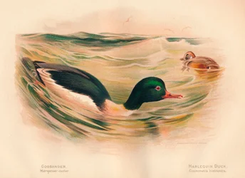 Goosander Merganser kolečko, harlekýnská kachna Cosmonetta histrionica, 1900, 1900