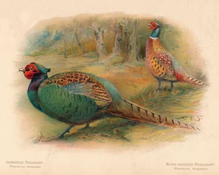 Bažant japonský Phasaianus versicolor, Bažant kroužkový Phasaianus torquatus, 1900, 190