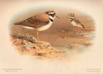Kulík říční Aegialitis minor, Kulík obecný Oxyechus vociferus, 1900, 1900