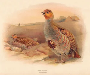 Partridge Perdix cinerea, 1900, 1900
