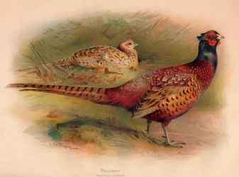 Bažant Phasianus colchicus, 1900, 1900