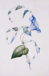 Blue convolvulus, 1832 (wc na papíře)