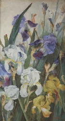 Kosatce, 1882