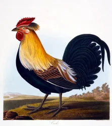 Kohout (Phasianus), vyryl Robert Havell ml. (1793-1878), 1835